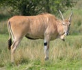 Common eland, Taurotragus oryx, grazing among trees Royalty Free Stock Photo