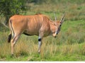 Common eland, Taurotragus oryx, grazing among trees Royalty Free Stock Photo