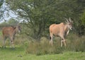 Common eland, Taurotragus oryx, grazing among trees Royalty Free Stock Photo