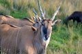 Common eland, Taurotragus oryx, grazing among trees Royalty Free Stock Photo