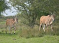 Common eland, Taurotragus oryx, grazing among trees Royalty Free Stock Photo