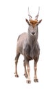 Common eland Taurotragus oryx isolated Royalty Free Stock Photo