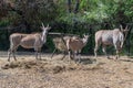 Common Eland, Taurotragus oryx , looking straight on Royalty Free Stock Photo