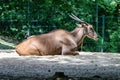 The common eland, Taurotragus oryx is a savannah antelope Royalty Free Stock Photo