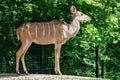 The common eland, Taurotragus oryx is a savannah antelope Royalty Free Stock Photo