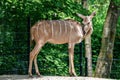 The common eland, Taurotragus oryx is a savannah antelope Royalty Free Stock Photo