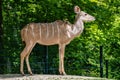 The common eland, Taurotragus oryx is a savannah antelope Royalty Free Stock Photo