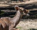 The common eland, Taurotragus oryx is a savannah antelope Royalty Free Stock Photo