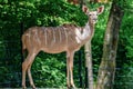 The common eland, Taurotragus oryx is a savannah antelope Royalty Free Stock Photo