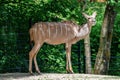 The common eland, Taurotragus oryx is a savannah antelope Royalty Free Stock Photo