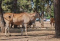 Common eland Taurotragus oryx, or southern eland antelope Royalty Free Stock Photo