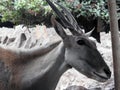 The common eland (Taurotragus oryx), Southern eland antelope, a large-sized savannah and plains antelope Royalty Free Stock Photo