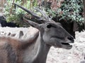 The common eland (Taurotragus oryx), Southern eland antelope, a large-sized savannah and plains antelope Royalty Free Stock Photo