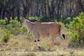 The common eland Taurotragus oryx in Africa savannah nature Royalty Free Stock Photo