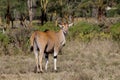 The common eland Taurotragus oryx in Africa savannah nature Royalty Free Stock Photo