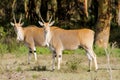 The common eland Taurotragus oryx in Africa savannah nature