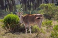 The common eland Taurotragus oryx in Africa savannah nature Royalty Free Stock Photo