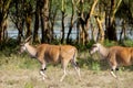 The common eland Taurotragus oryx in Africa savannah nature Royalty Free Stock Photo