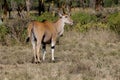 Common eland Taurotragus oryx in Africa savannah nature Royalty Free Stock Photo