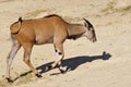 Common eland walking Royalty Free Stock Photo