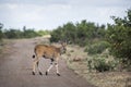 Common eland in Kruger National park, South Africa ; Royalty Free Stock Photo