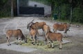 Common elands at Safari Park.