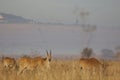 Common elands in the valley Royalty Free Stock Photo