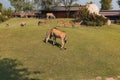 Common elands in the zoo. Taurotragus oryx. Cumiana, Turin, Italy. Royalty Free Stock Photo