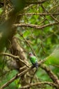 common emerald or asian emerald grey capped or green winged dove or pigeon bird in natural scenic green background in safari at Royalty Free Stock Photo