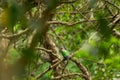 common emerald or asian emerald grey capped or green winged dove or pigeon bird in natural scenic green background in safari at Royalty Free Stock Photo