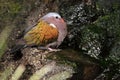 Common emerald dove