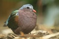 Common emerald dove Royalty Free Stock Photo