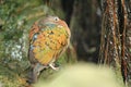 Common emerald dove Royalty Free Stock Photo