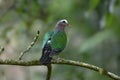 The emerald dove Royalty Free Stock Photo