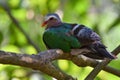 Common emerald dove, Asian emerald dove on a branch Royalty Free Stock Photo