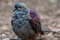 Common Emerald Dove Royalty Free Stock Photo