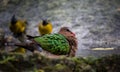 Common Emerald Dove  Chalcophaps indica Royalty Free Stock Photo