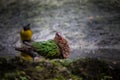 Common Emerald Dove  Chalcophaps indica Royalty Free Stock Photo