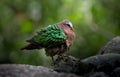 Common Emerald Dove  Chalcophaps indica Royalty Free Stock Photo