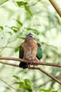 Common Emerald Dove (Chalcophaps indica) in Indonesia Royalty Free Stock Photo