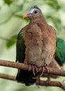 Common Emerald Dove (Chalcophaps indica) in Indonesia Royalty Free Stock Photo