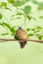 Common Emerald Dove (Chalcophaps indica) in Indonesia Royalty Free Stock Photo