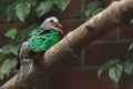 Common emerald dove Chalcophaps indica medium-sized pigeon bird. A bird with colorful plumage, green feathers on a wing, sits Royalty Free Stock Photo