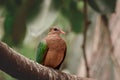 Common emerald dove Chalcophaps indica medium-sized pigeon bird. A bird with colorful plumage, green feathers on a wing Royalty Free Stock Photo