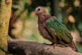 Common emerald dove or Chalcophaps indica sitting on a tree branch with sunshine pouring overhead. Close up of a tropical bird in Royalty Free Stock Photo