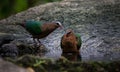 Common Emerald Dove  Chalcophaps indica Royalty Free Stock Photo