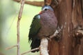 Common emerald dove Royalty Free Stock Photo