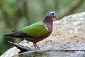 The common emerald dove (Chalcophaps indica) the colorful green