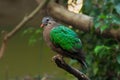 Common emerald dove (Chalcophaps indica). Royalty Free Stock Photo