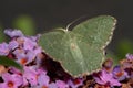 Common emerald moth.